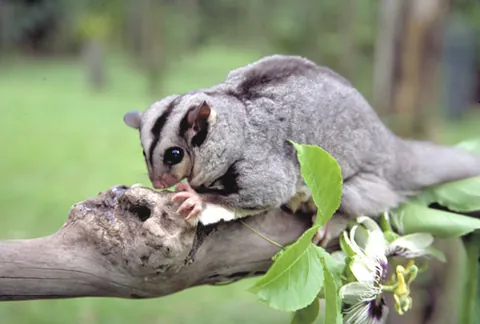 mahogany glider: an endangered gliding possum (Petaurus gracilis), native to a small region of coastal Queensland in...