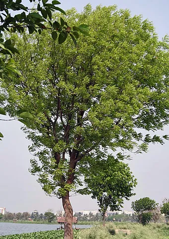 mahogany: the valuable wood of any of various tropical American evergreen trees, of the genus Swietenia,...