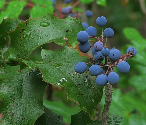 mahonia: any of the genus Mahonia (now often included in Berberis) of evergreen shrubs