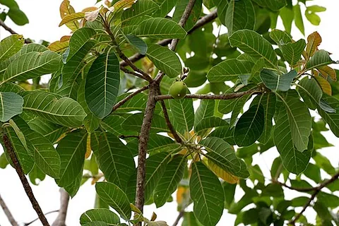 mahua: madhuca longifolia, a fast-growing Indian tropical tree cultivated for its oleaginous seeds