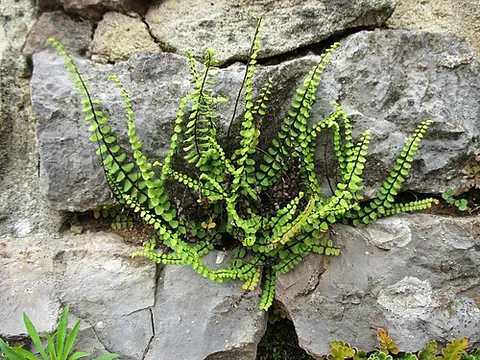 maidenhair spleenwort: the small fern Asplenium trichomanes
