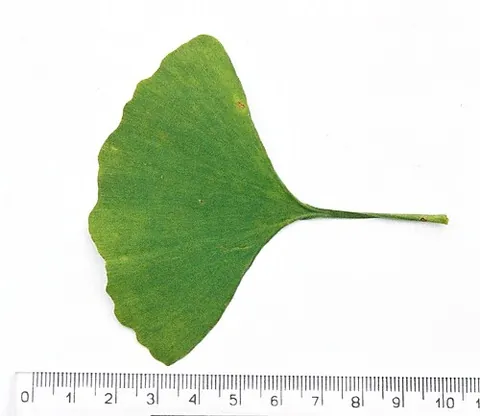 maidenhair tree: ginkgo biloba