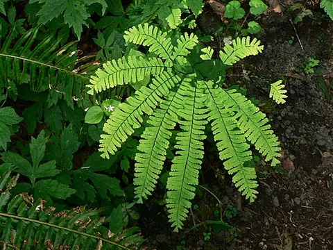 maidenhair: a woman's pubic hair