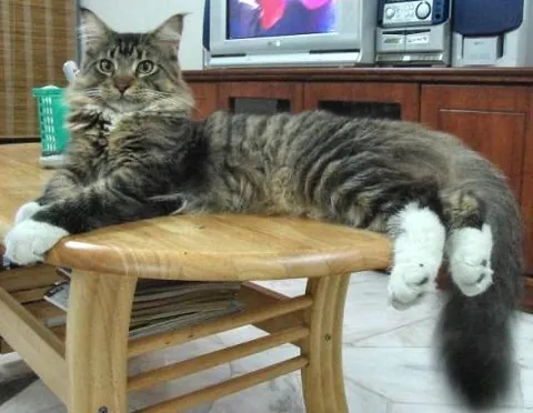 maine coon: a large, fluffy semi-longhair domestic cat of a breed that originated in Maine