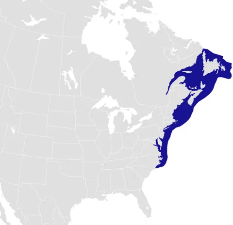 maine lobster: the American lobster, Homarus americanus