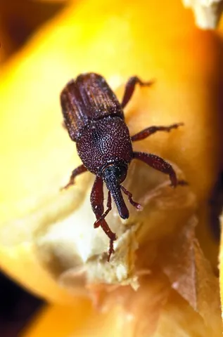 maize weevil: sitophilus zeamais