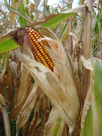 maize: corn; a type of grain of the species Zea mays