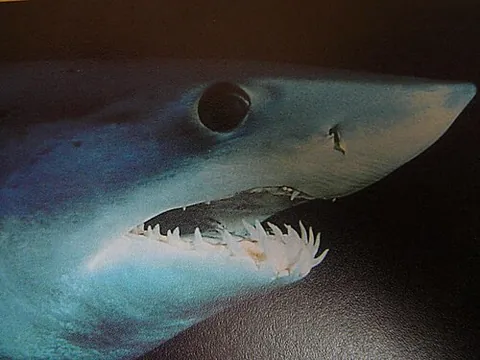 mako shark: either of two powerful mackerel sharks of the genus Isurus, having a large heavy body, a sharp nose...
