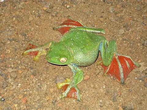 malabar flying frog: a species of frog in the family Rhacophoridae, found in western India, Rhacophorus malabaricus,...