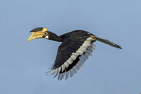 malabar pied hornbill: a bird, Anthracoceros coronatus