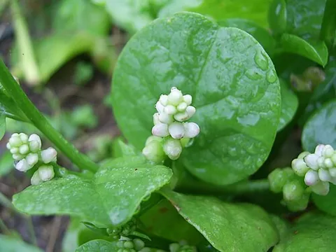 malabar spinach: basella alba, an Asian vine with leaves that are used as spinach-like greens