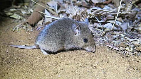 malagasy mouse: a mouse-like rodent from Madagascar of the subfamilies Nesomyinae, Delanymyinae, Dendromurinae, and...