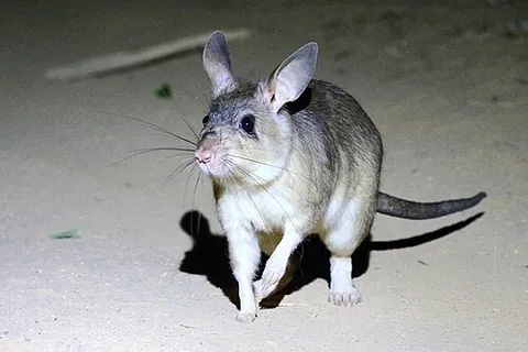 malagasy rat: any rat-like rodent of the subfamilies Nesomyinae, Cricetomyinae, and Mystromyinae, native to...