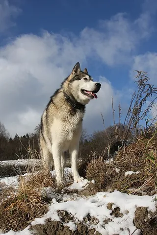 malamute: a breed of dog of the husky type, originally bred for its strength to haul freight as a sled dog