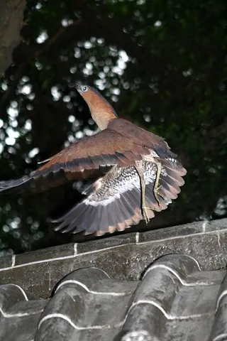 malayan night heron: a medium-sized heron, Gorsachius melanolophus, distributed in southern and eastern Asia, and...