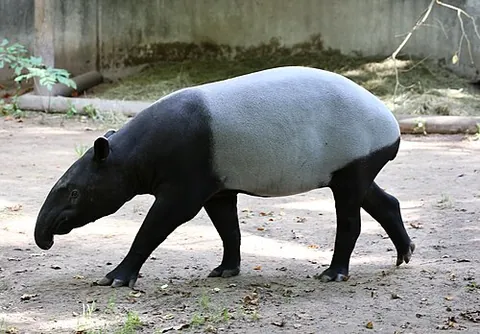 malayan tapir: tapirus indicus, a blackish tapir with a broad white area on the middle part of the body, native to...