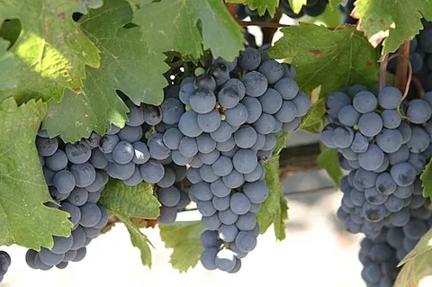 malbec: a variety of grape used in making red wine, originally from France, but now predominantly grown in...