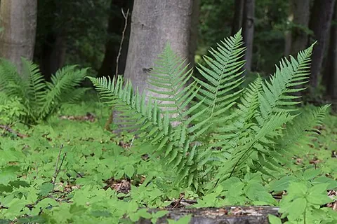 male fern: dryopteris filix-mas, of the temperate Northern Hemisphere, from which is derived a vermifuge...