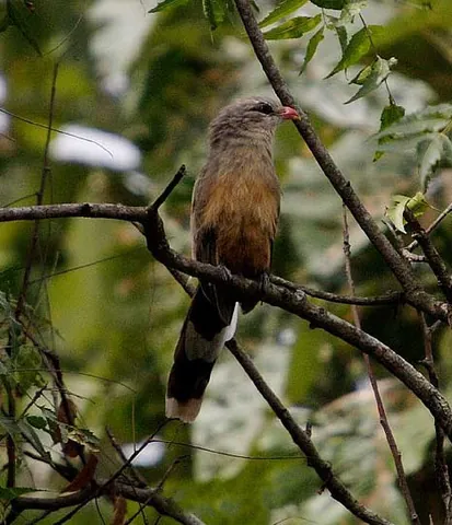 malkoha: any of the cuculine birds in the Phaenicophaeus genus, found across southern and south-east Asia