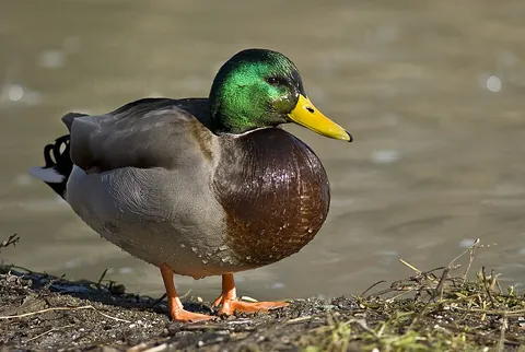 mallard: anas platyrhynchos, a common and widespread dabbling duck, natively found throughout the Northern...
