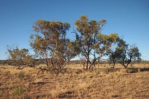 mallee: a type of scrubland with low-growing thick eucalypts, characteristic of certain parts of Australia