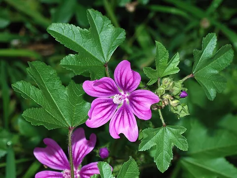 mallow: any of a group of flowering plants in several genera of the taxonomic family Malvaceae, especially...
