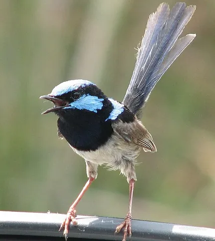 malurid: any bird of the family Maluridae, insectivorous passerine birds endemic to Australia and New Guinea