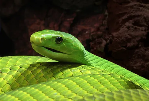 mamba: any of various venomous snakes of the genus Dendroaspis, native to Africa, that live in trees