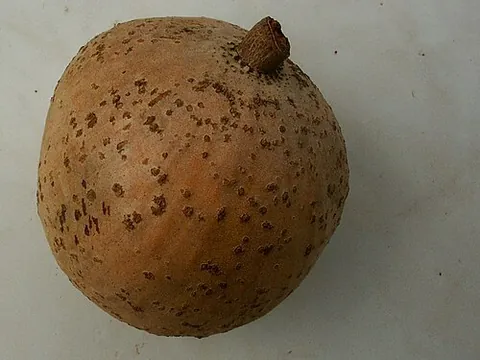 mammee apple: a South American fruit tree, Mammea americana, native to the Caribbean