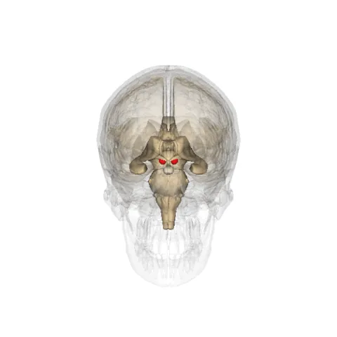 mammillary body: one of a pair of small round bodies, located on the undersurface of the human brain, that act as a...