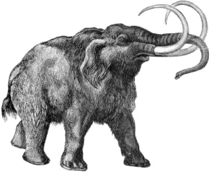 mammoth: any species of the extinct genus Mammuthus, of large, usually hairy, elephant-like mammals with...