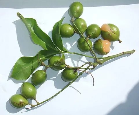 mamoncillo: melicoccus bijugatus, a tree of the Sapindaceae family, native to Central and South America