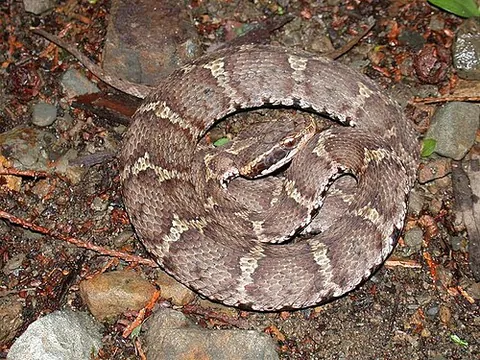 mamushi: a species of pit viper, Gloydius blomhoffii