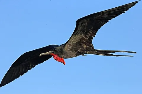 man-of-war hawk: a frigatebird