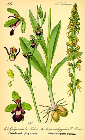 man orchid: any of several orchids whose flowers are said to resemble a human figure, as those of species...