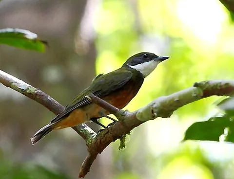 manakin: any of several small Central and South American passerine birds of the family Pipridae