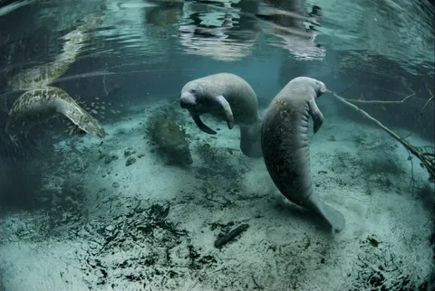 manatee: a mostly herbivorous sirenian of the genus Trichechus, having a paddle-like tail and nails on their...