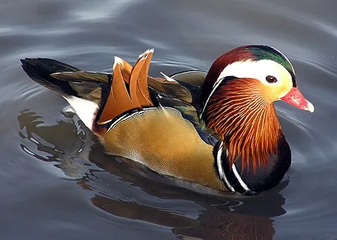 mandarin duck: a colorful perching duck that has a red bill, large white crescent above the eye and reddish face,...