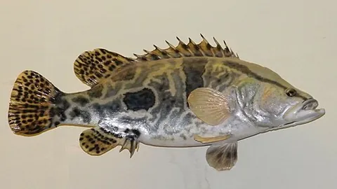 mandarin fish: a carnivorous freshwater fish, Siniperca chuatsi, from China