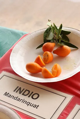 mandarinquat: a citrus tree, a cross between a mandarin and a kumquat, Citrus japonica × Citrus reticulata