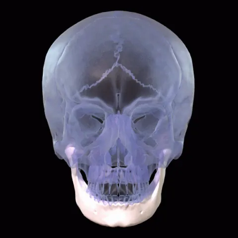 mandible: the jaw or a jawbone, especially the lower jawbone in mammals and fishes