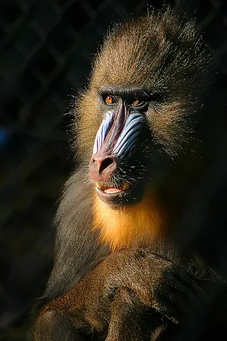 mandrill: a primate, Mandrillus sphinx, with a colorful face and rump