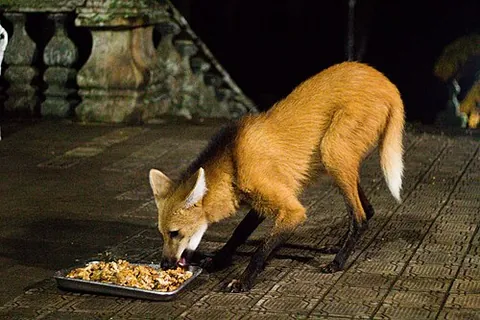 maned fox: synonym of maned wolf