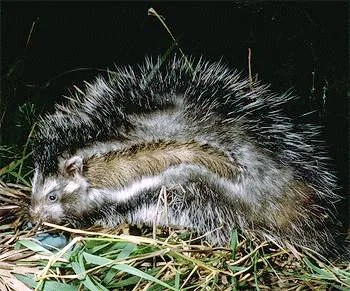 maned rat: lophiomys imhausi, a nocturnal, long-haired and bushy-tailed East African rodent that superficially...