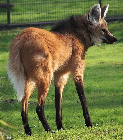 maned wolf: one of species Chrysocyon brachyurus, the largest canid of South America