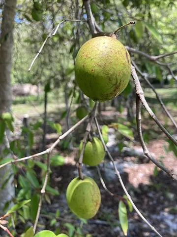 mangaba: the round, edible fruit of the tree Hancornia speciosa, native to parts of South America