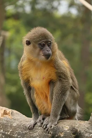 mangabey: any of several large, arboreal Old World monkeys in the genera Cercocebus and Lophocebus