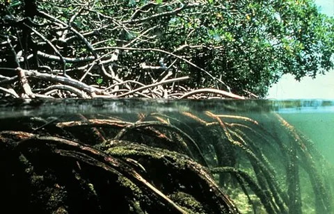 mangal: a tropical and subtropical coastal intertidal swampland ecosystem characterized by mangroves or...