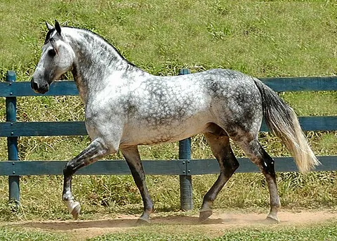 mangalarga marchador: a Brazilian breed of riding horse