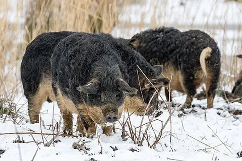 mangalica: a domestic pig of a Hungarian breed developed in the mid-19th century, which grows a thick, curly...